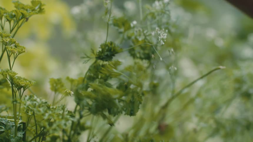 Person picks sprigs from plant