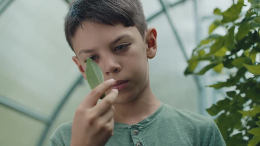 A boy is in a greenhouse with a tall plant behind him holding a leaf and looking at it