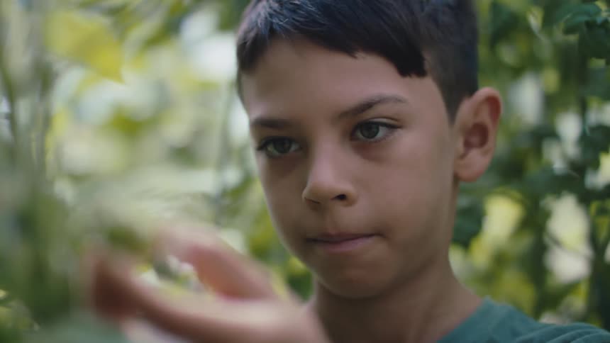 A boy is in a greenhouse touching tomato plants as he looks at them