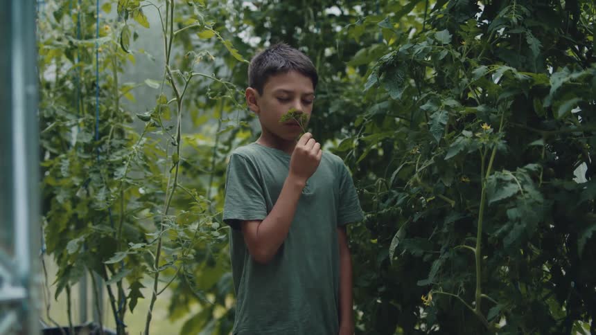 Youth stands in greenhouse smelling herb sprig