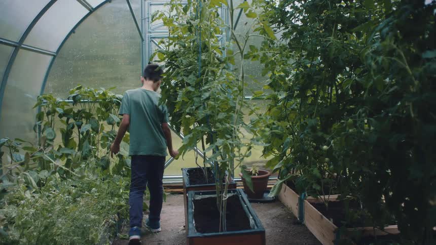 Boy walks through greenhouse among plants