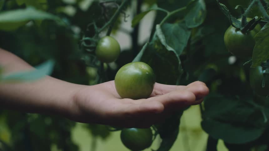 Person opens hand to show tomato near tomatoes still on the plant