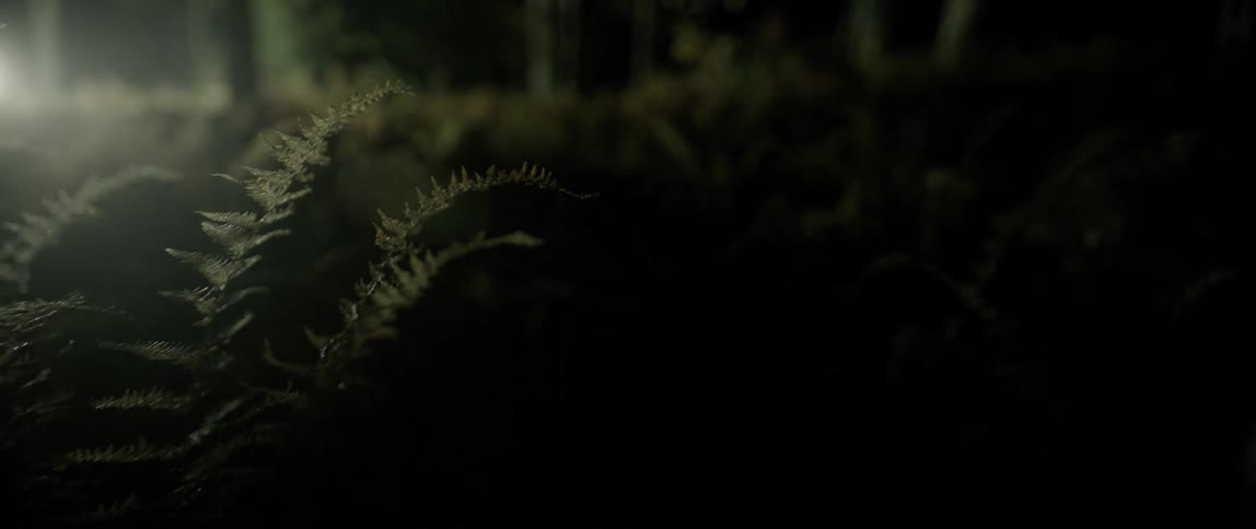 Lights flash in a dark forest