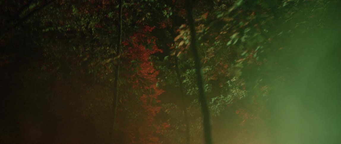 Trees line a forest at night with lights flashing behind