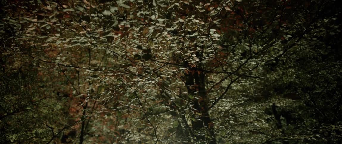 Lights flashing on tree leaves
