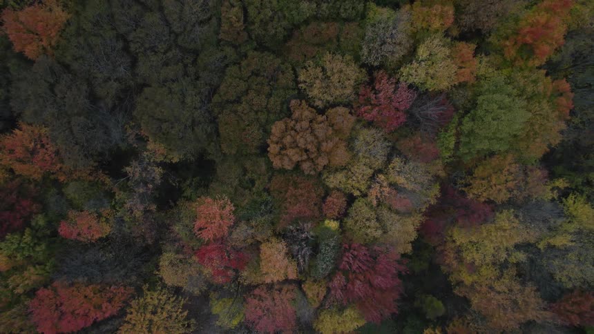 Trees with fall foliage add color to forest