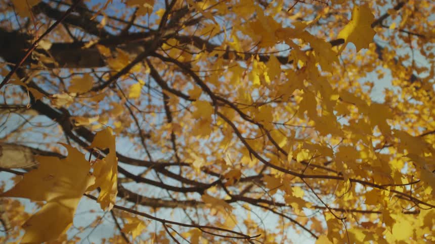 The wind blows the leaves on the tree