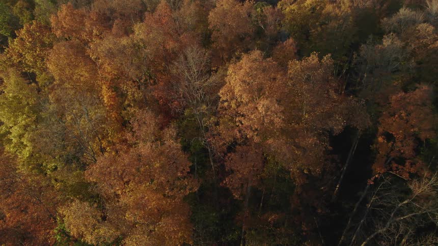 Aerial view of a forest of tall trees with leaves in fall colors