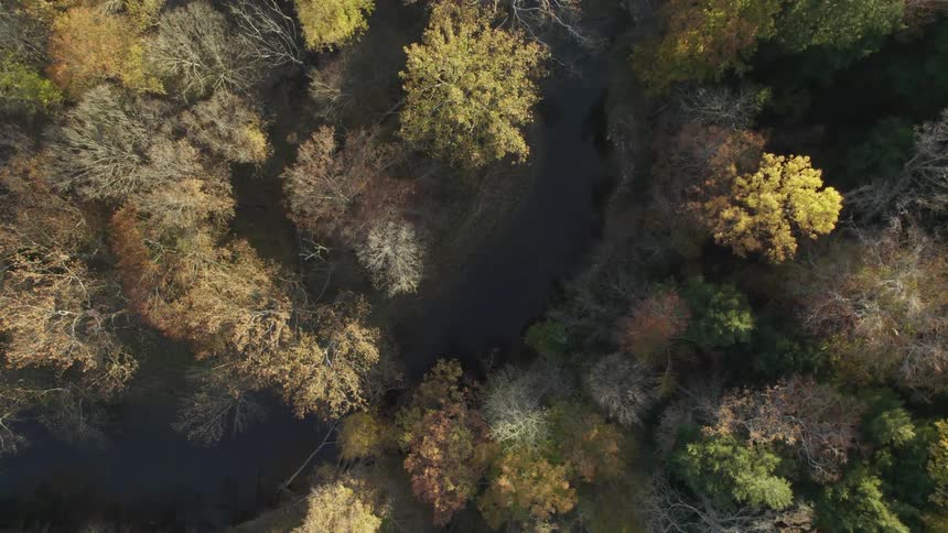 Aerial view of a forest of trees with leaves in fall colors