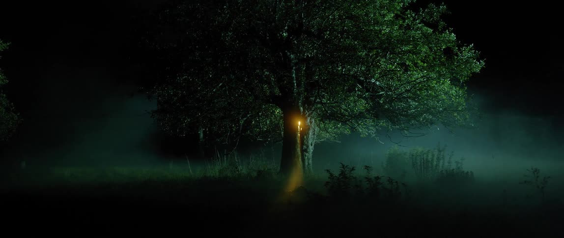 A light shines inside a tree at night
