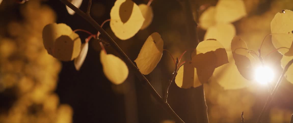 Moonlight shines through tall trees with yellow leaves