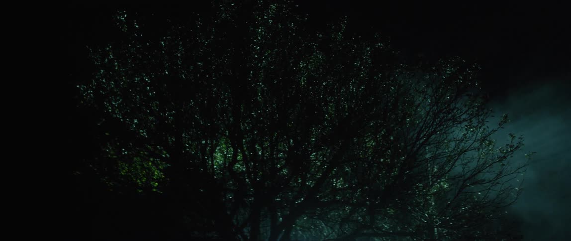 View of some large tree tops at night