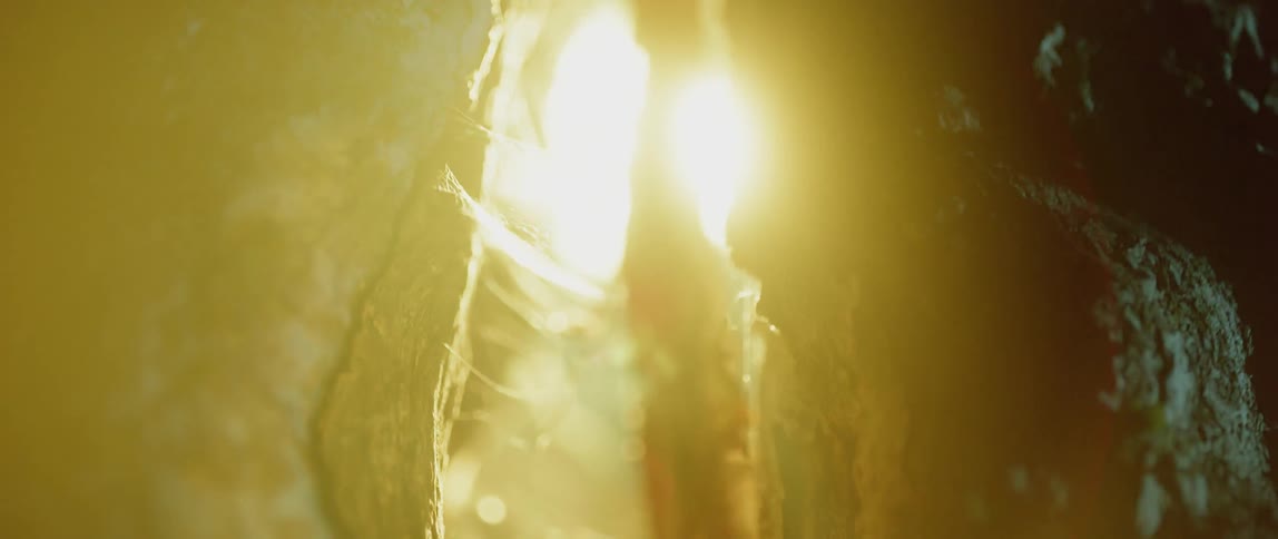A bright light is shining on a tree