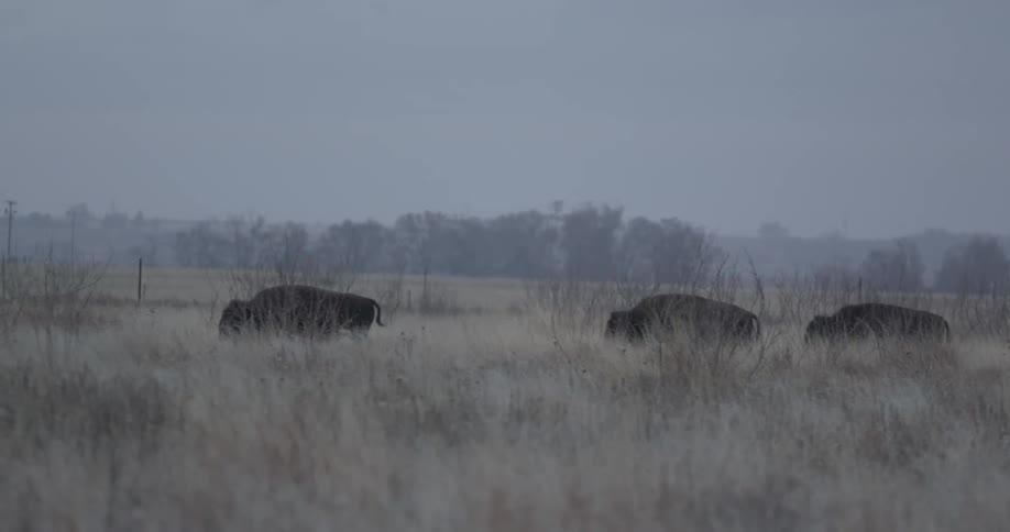 Buffalo walk in a field