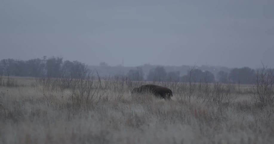 A buffalo is walking through a field