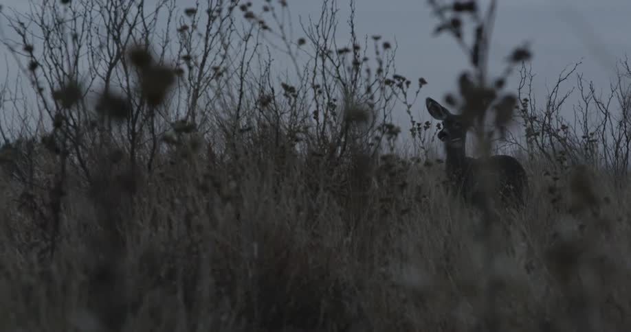 A small deer walking through a field with wildflowers