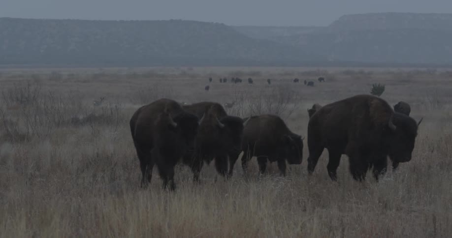 Herds of buffalo walking across the open grassy plains with a backdrop of mountains
