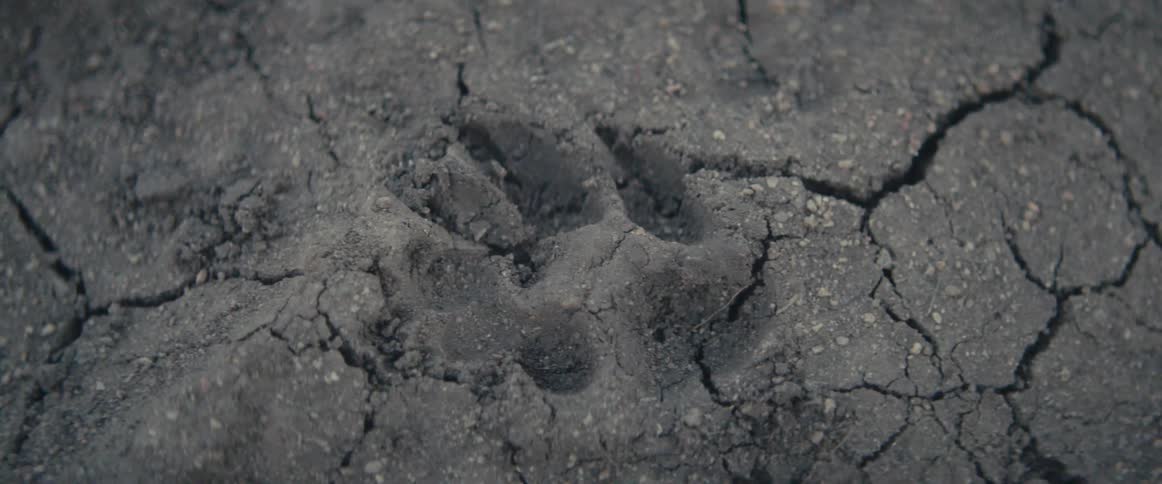 A large bear paw print sits in the cracked and dry soil