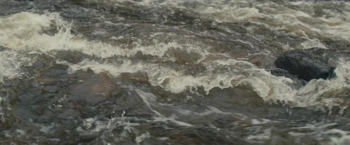 An alligator is swimming in a river stream