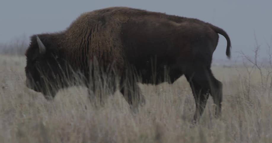 A buffalo walking in a field