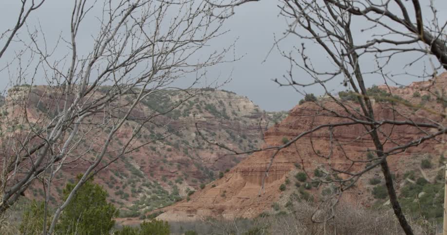 Bare trees grow in the desert