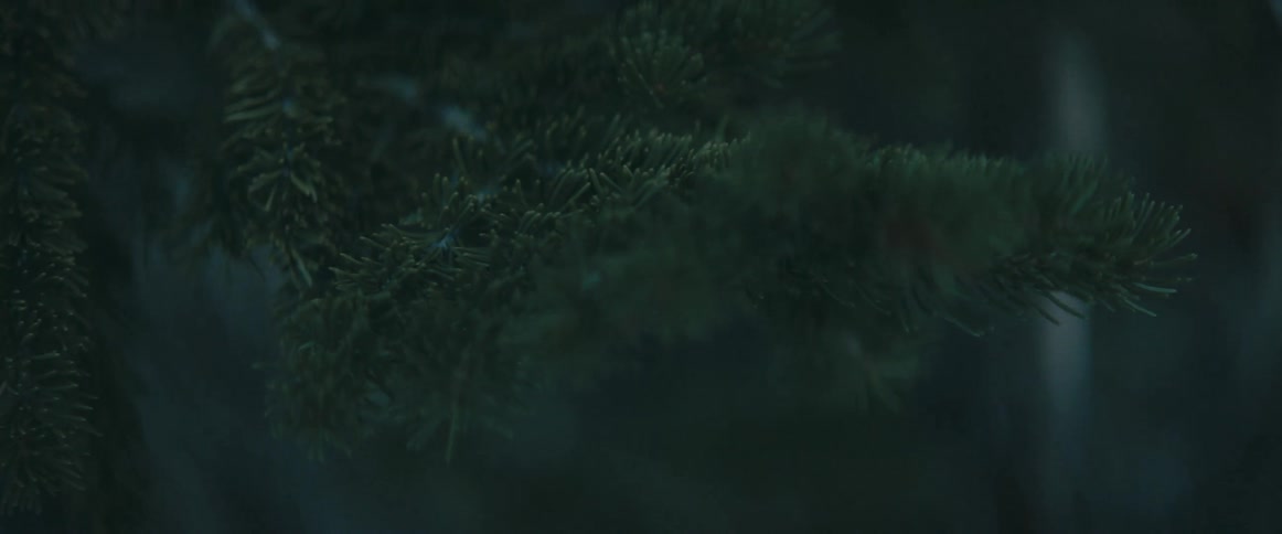 Thick needles cluster on conifer tree branch in forest