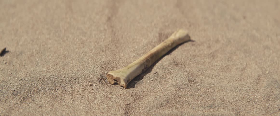 Bare bone sits on sand during the day