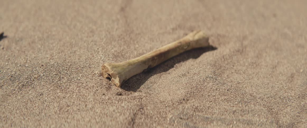 Bone piece falls on sand in desert