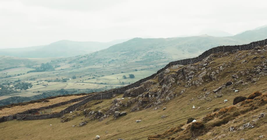 Sheep graze grass on mountain slope
