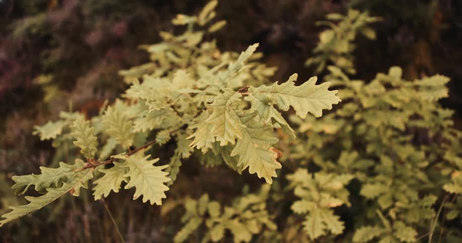 The leaves on the tree are yellow