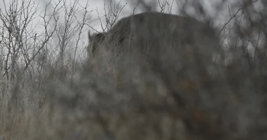 A bison walking through dead brush