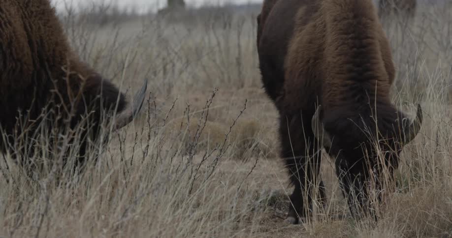 Two bison grazing amid brush