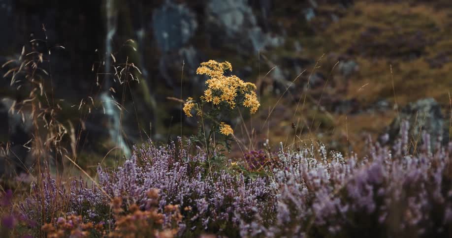 A view of flowers in front of waterfall