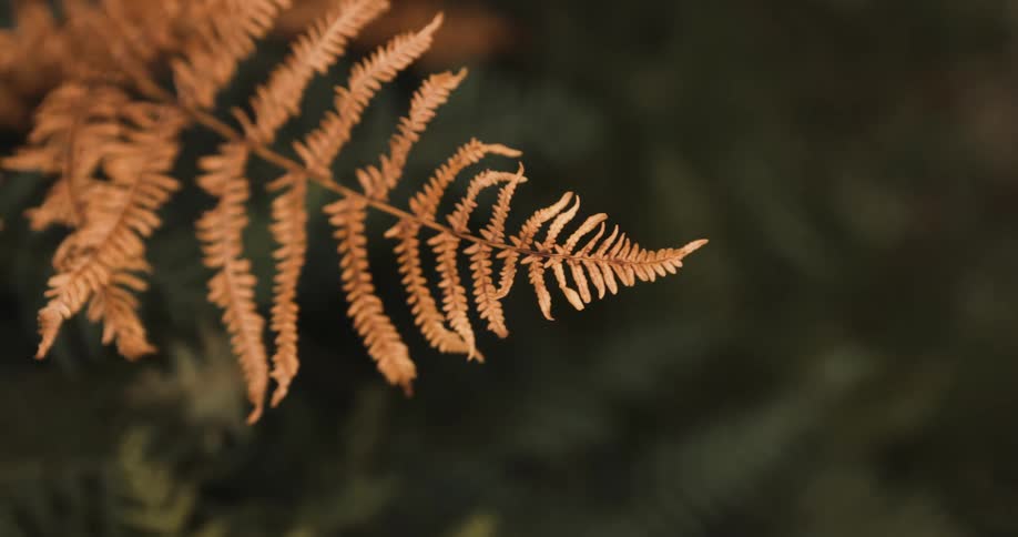 Brown bracken sways in wind