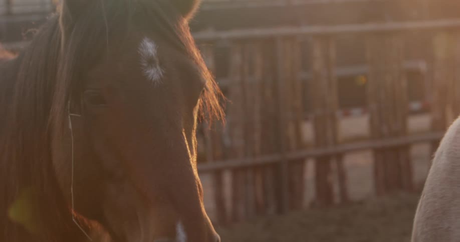 A fenced in horse stands in sunlight by another horse
