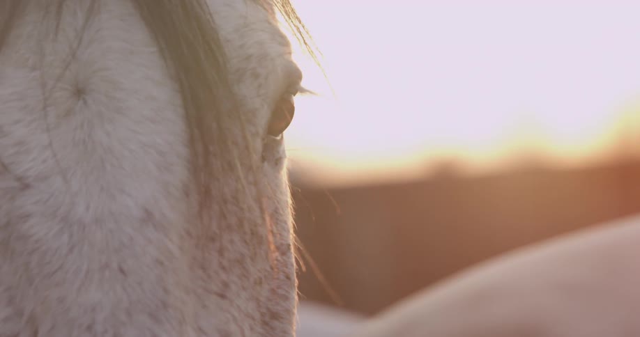 A horse blinking its eye