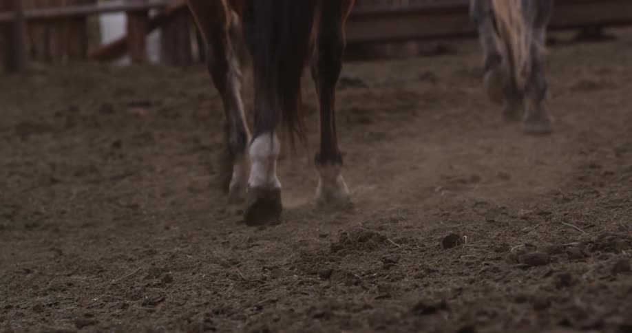 Horses kick up dust in an enclosed area