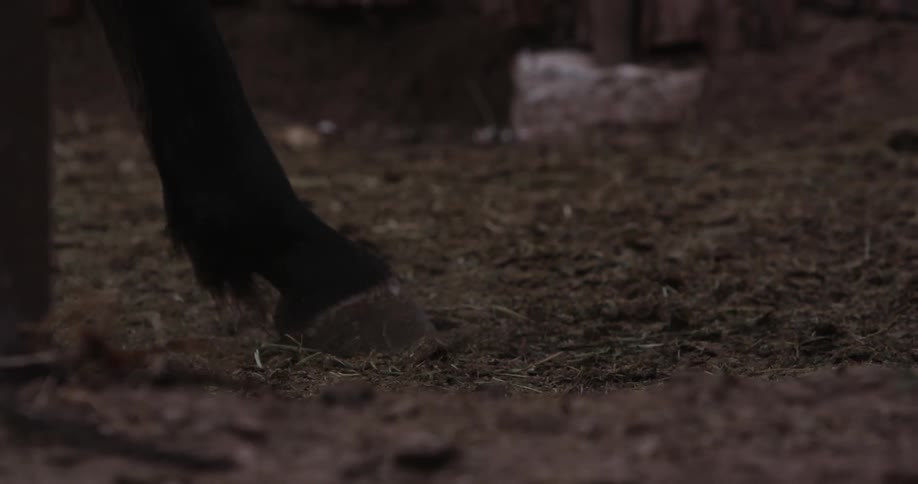 Hooves walking along in dirt