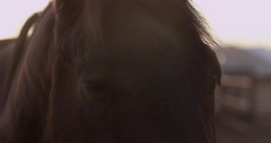 A horse standing in a corral
