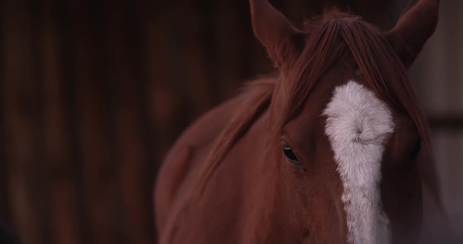 A horse stands and turns its head