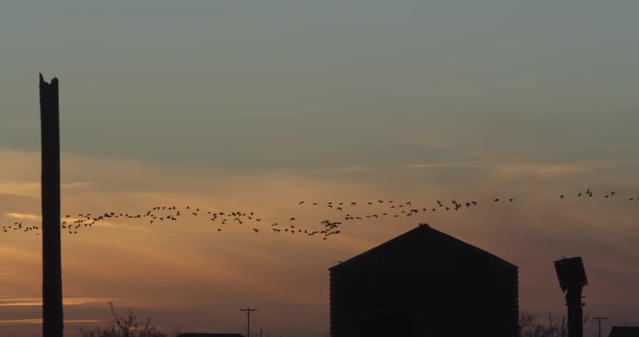 A flow of birds flying