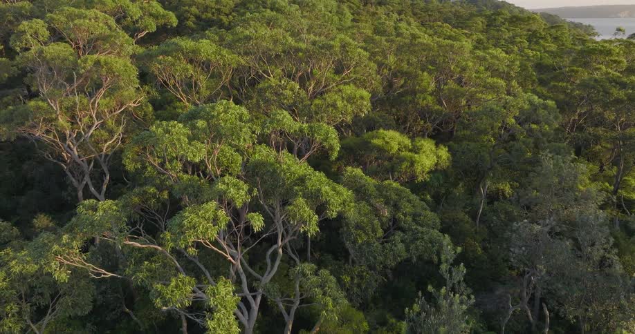 Tall trees fill a forest along the coast
