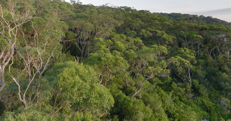 Forest stretches to horizon under cloudy sky