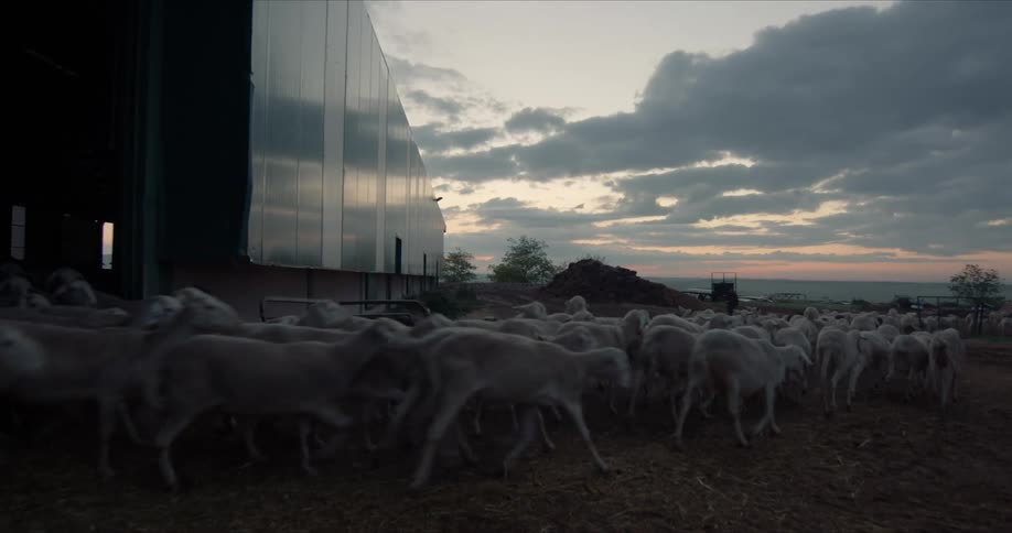 A herd of sheep exit a large building and run along a path in the evening