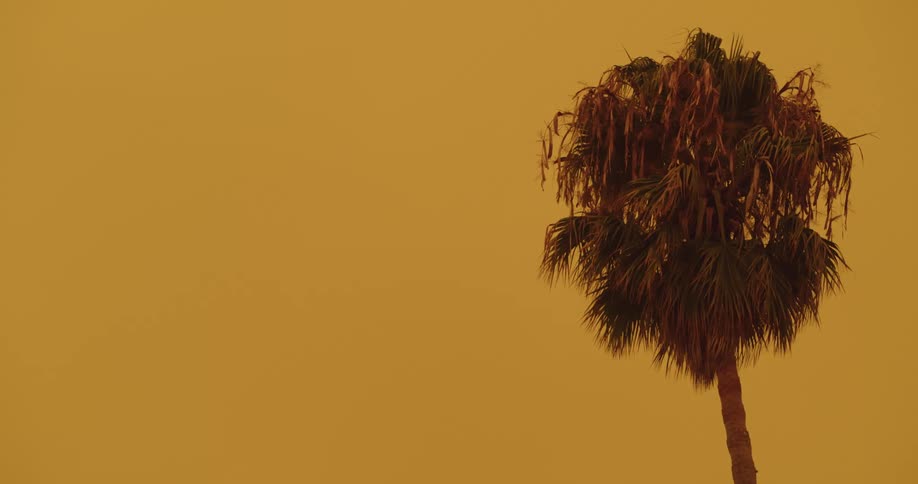 Birds flying past a palm tree
