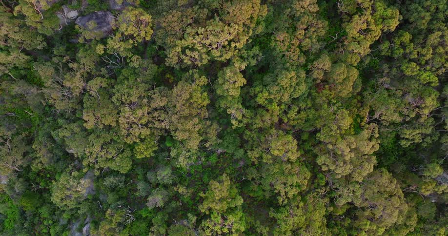Big forest from above