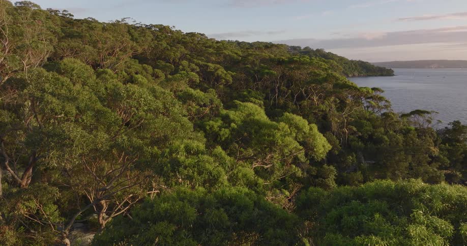 The large forest is near the water