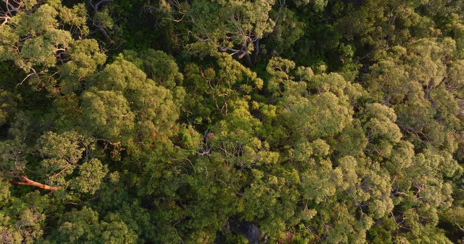 The tops of tall trees in a forest obscure the ground