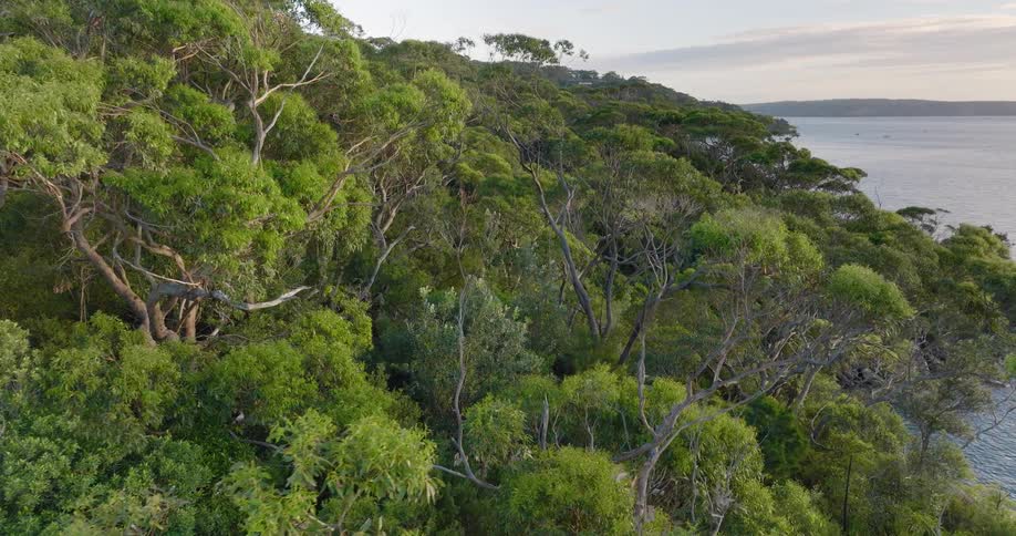 Deciduous forest borders ocean under red tinted sky