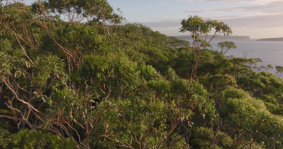 Aerial view of the tree tops of a forest close to the ocean at sunset